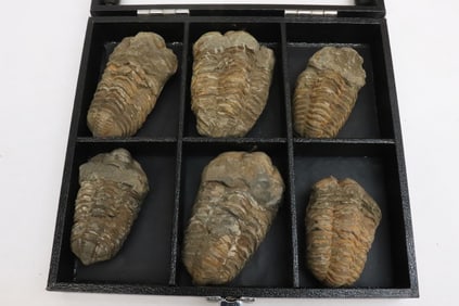 Box of trilobite fossils