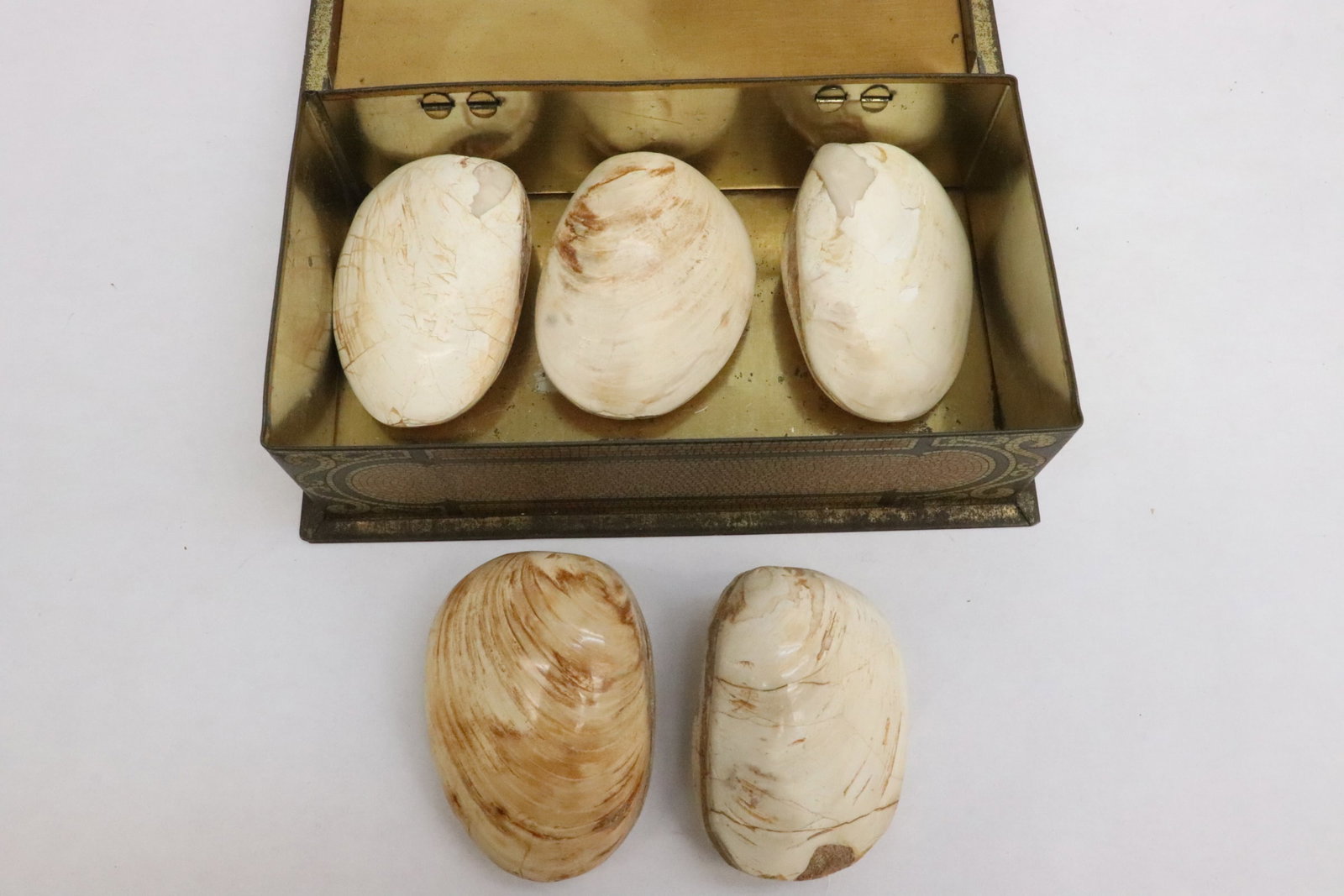 Rare box of petrified clam shells: Rare box (2.15"x7.6"x4.18") of petrified clam shells (2.75"x1.9"x1.35" - 2.85"x2"x1.35")