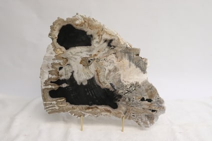 Slice of petrified wood