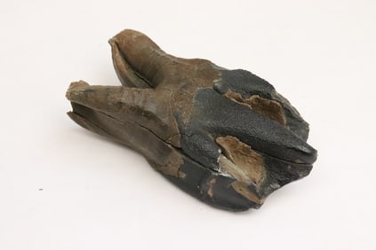 Petrified wooly rhino tooth