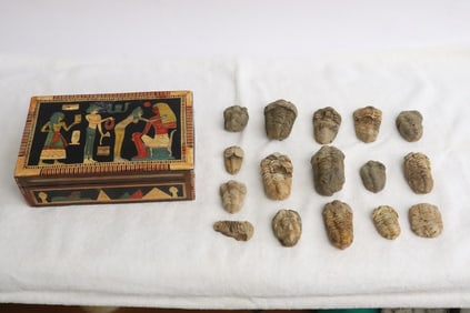 Collection of trilobite fossil in inlaid box
