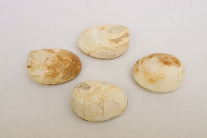 4 fossilized clam shells