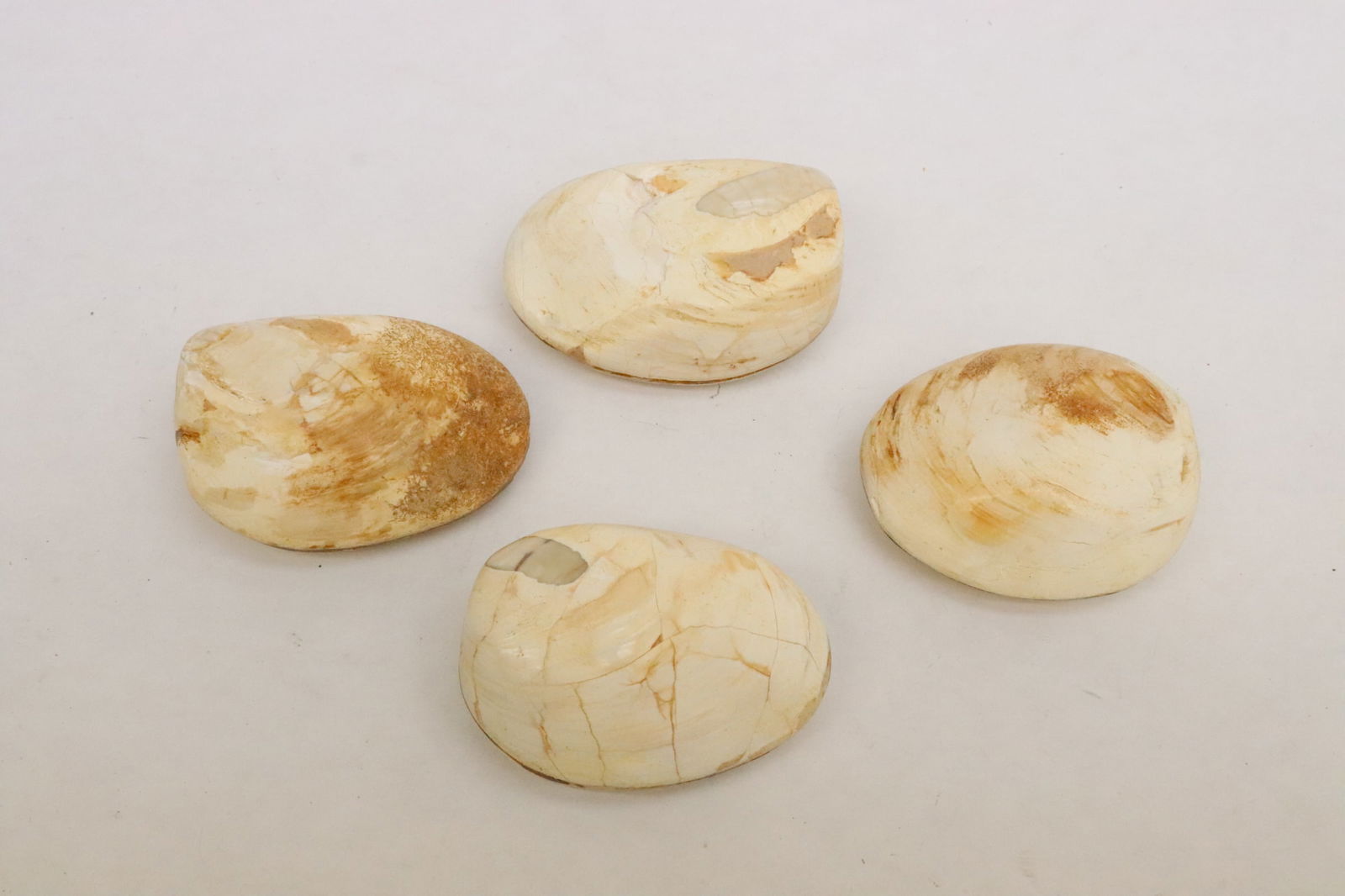 4 fossilized clam shells (1 of 10)