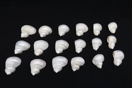 18 shell made napkin rings