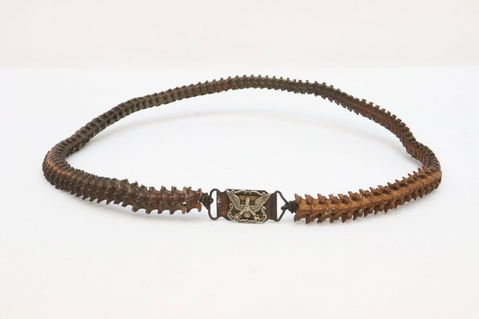 A rare vertebrate bone belt with sterling belt buckle: A rare vertebrate bone belt (31"L (box:2.15"x16.25"x12.35")) with sterling belt buckle