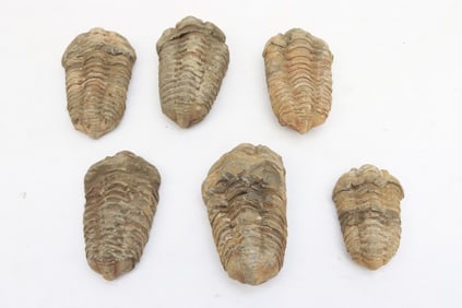 6 trilobite fossils