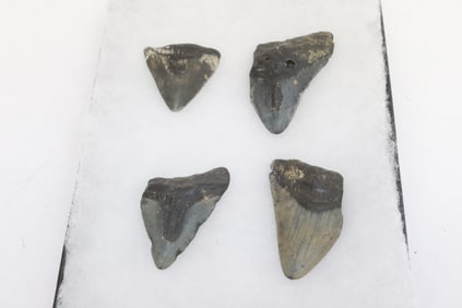 4 Megalodon shark teeth