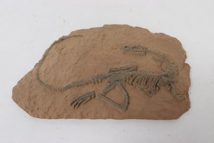 A fossil style plaque