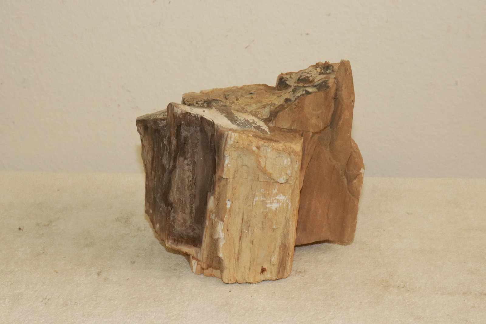 Petrified wood fragment (1 of 3)