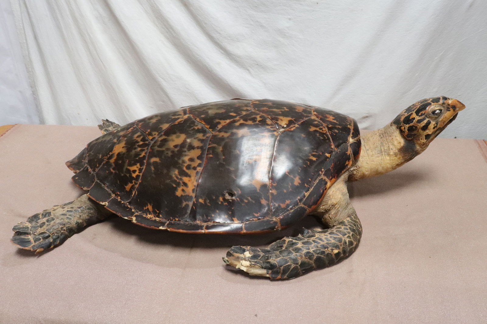 A massive genuine stuff animal: A massive genuine stuff animal, 39"L