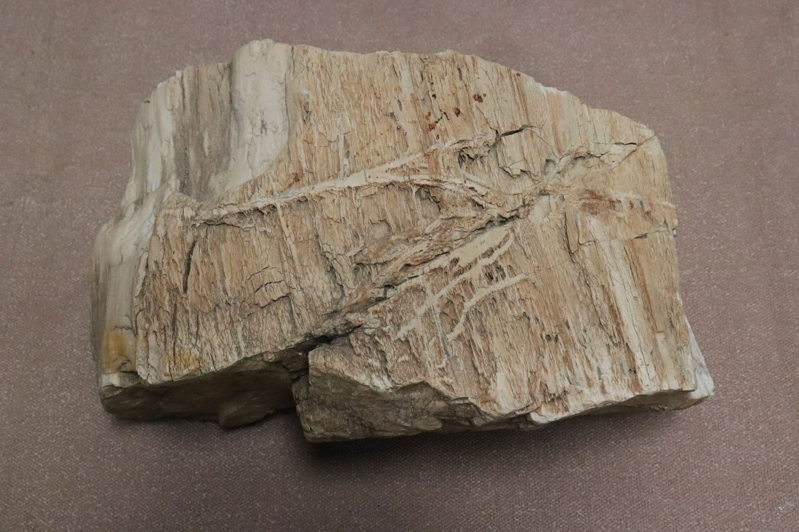 Large fragment of petrified wood: Large fragment of petrified wood, 6.5"x10"x4.65"