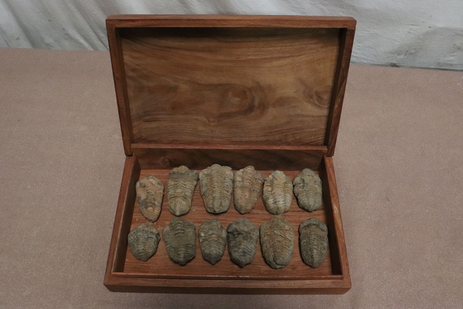 Collection of trilobite in carved box: Collection of trilobite (2.15"L - 3.25"L) in carved box (2.5"x12.15"x7.95")