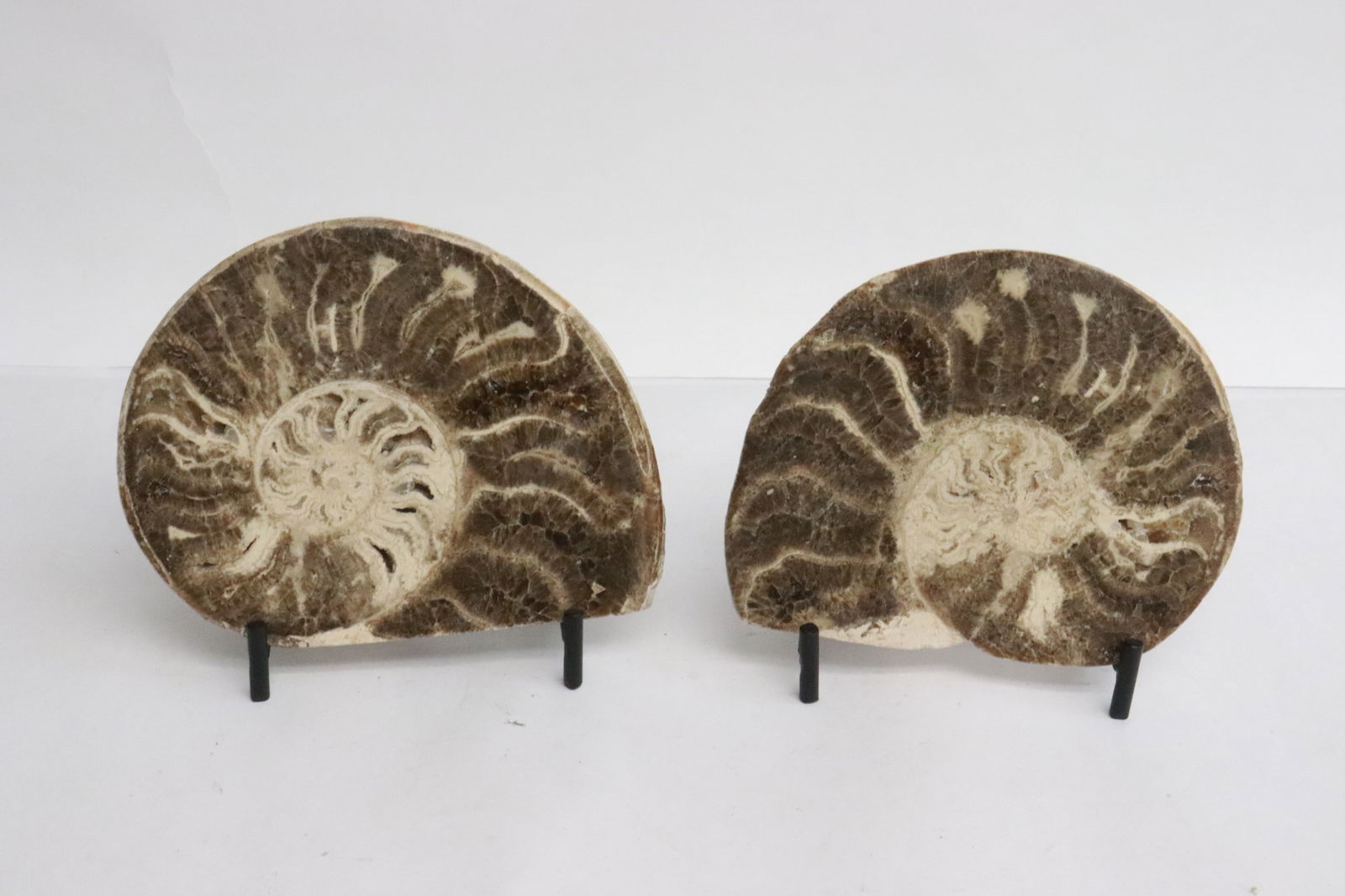 2 piece polished ammonite: 2 piece polished ammonite, 0.75"x4.18"x3.65", 0.9"x4.9"x3.4"