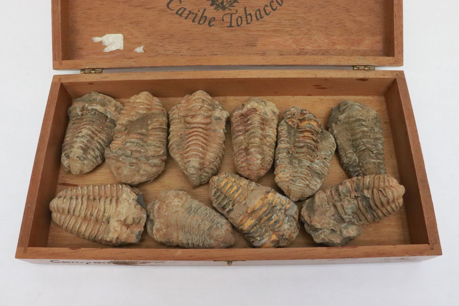 Lot of trilobites: Lot of trilobites, 2.9"L - 3.2"L (box:2.15"x12"x6.2")