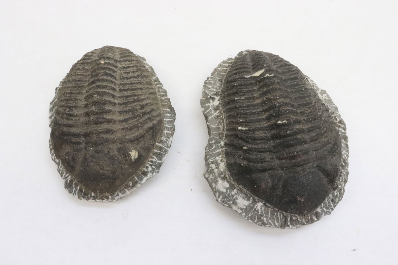2 black ammonite fossil: 2 black ammonite fossil, 4.75"x1.7"x3.5", 5.35"x2"x3.85"