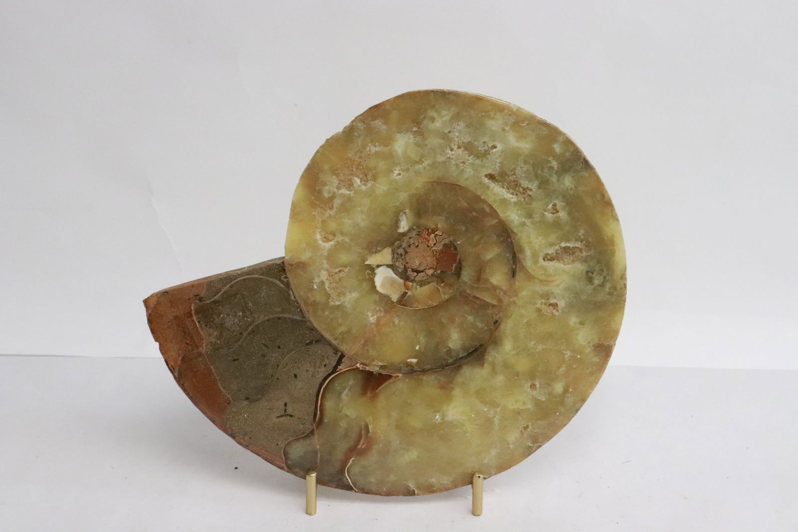 Slice of ammonite fossil: Slice of ammonite fossil, 0.85"x6"x7"