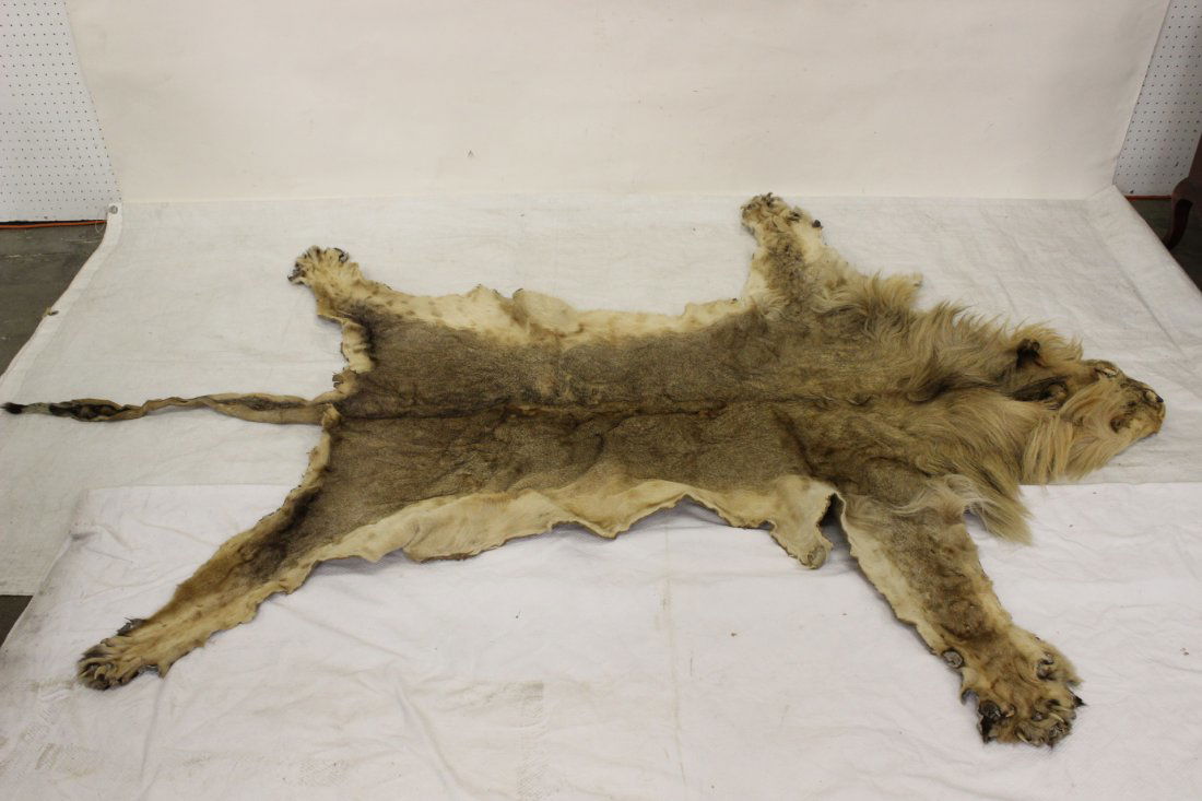 A complete genuine lion fur rug