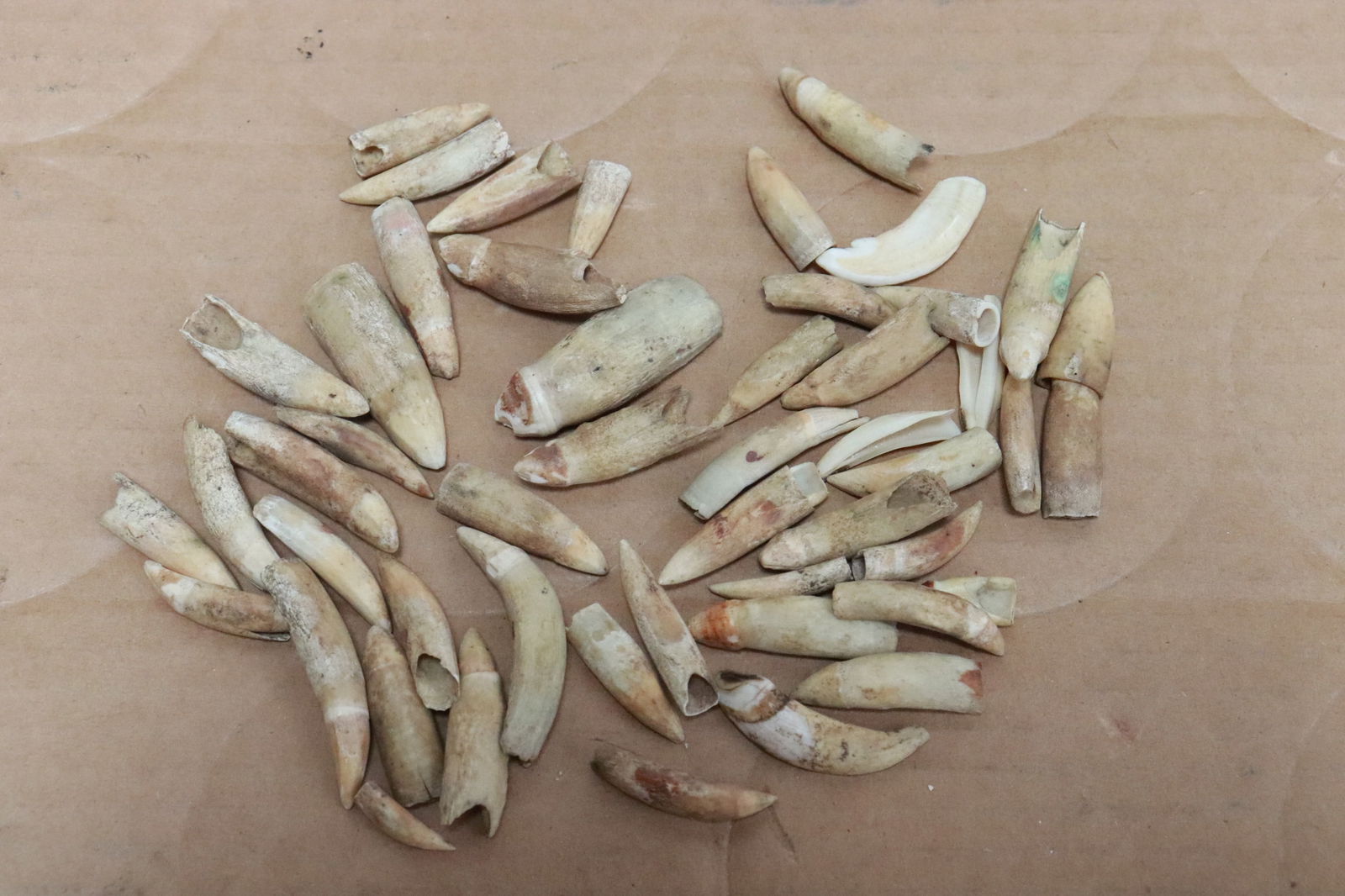 Large lot of bird claw: Large lot of bird claw, 0.6"L - 1.7"L
