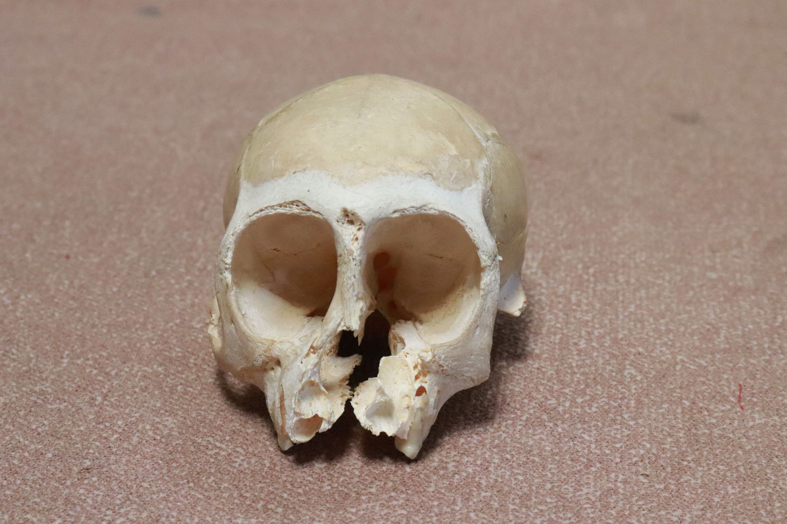 A genuine skull, losses: A genuine skull, losses, 2.15"x3.5"x2.3"