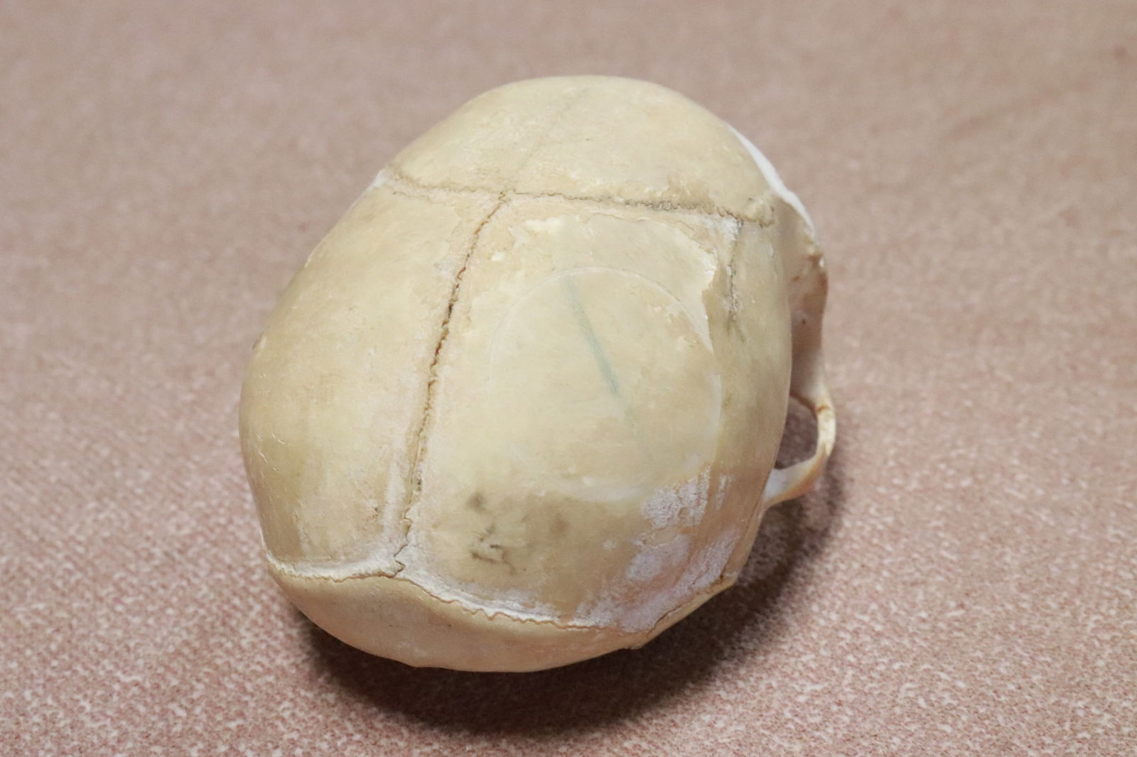 A genuine skull, losses - 4