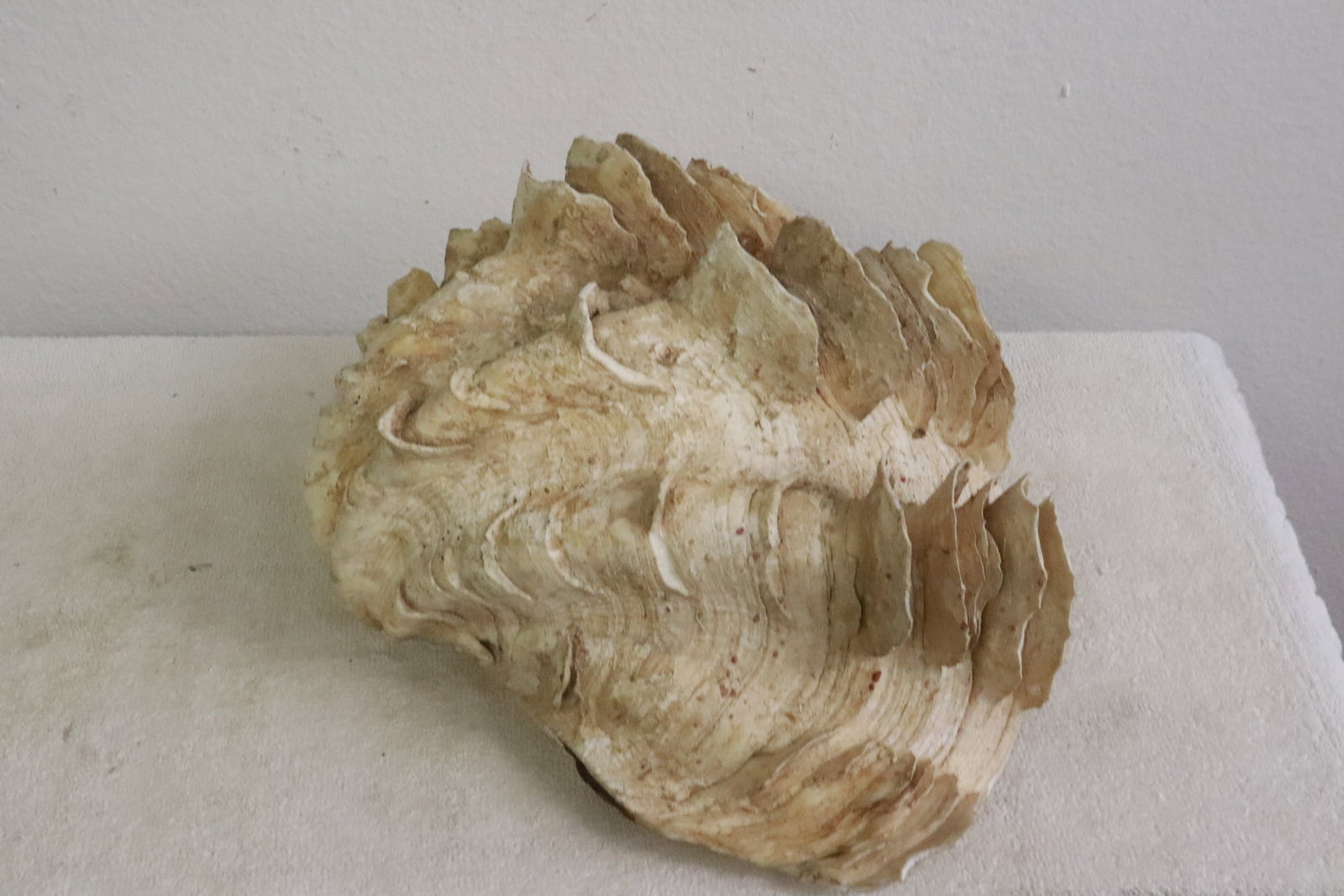 Large shell - 4
