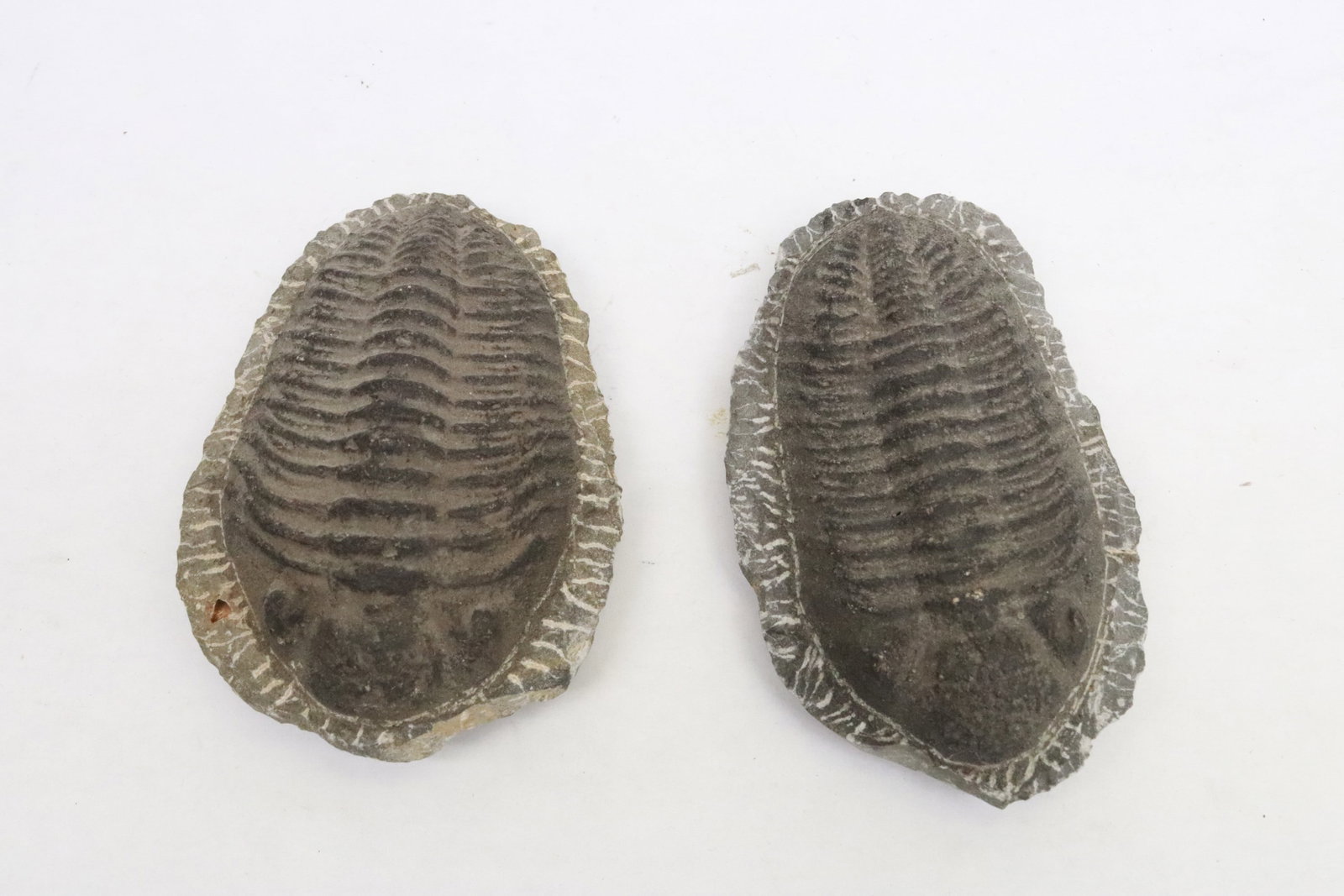 2 black trilobite fossils: 2 black trilobite fossils, 5.3"x3.7"x1.85", 3.45"x3.35"x1.6"