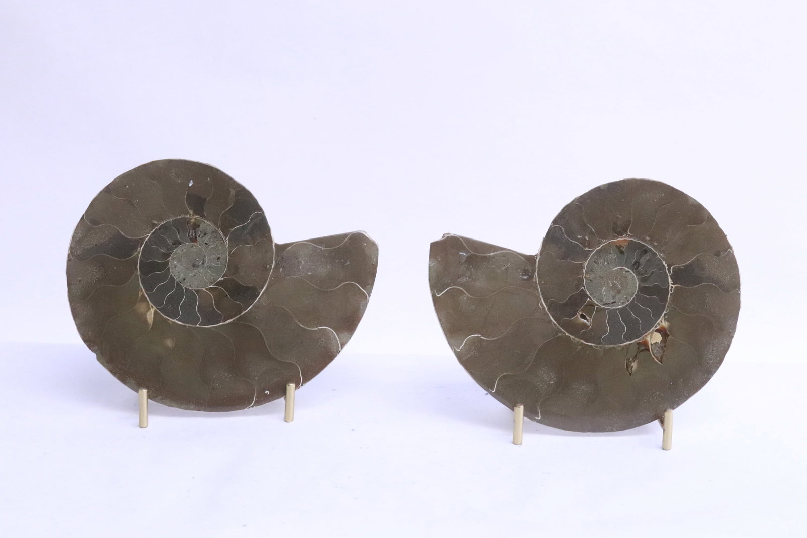 Pair sliced ammonite fossils: Pair sliced ammonite fossils, 0.7"x5.35"x4.6" ea