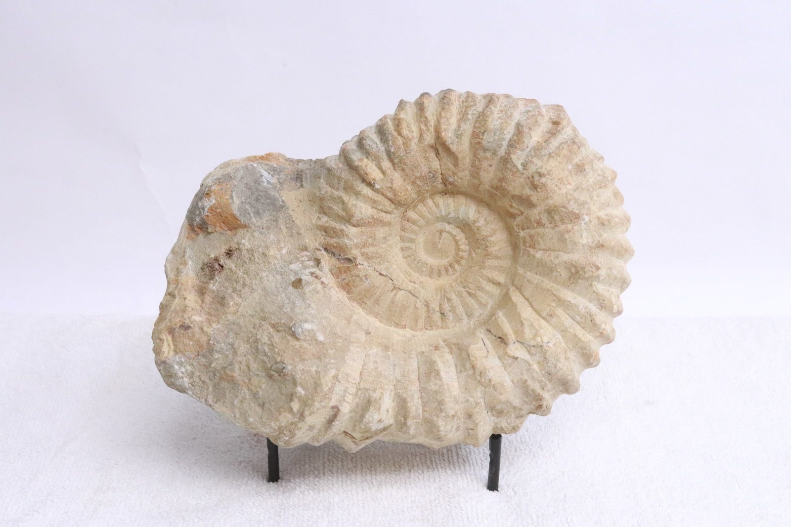 Fossilized ammonite (1 of 5)
