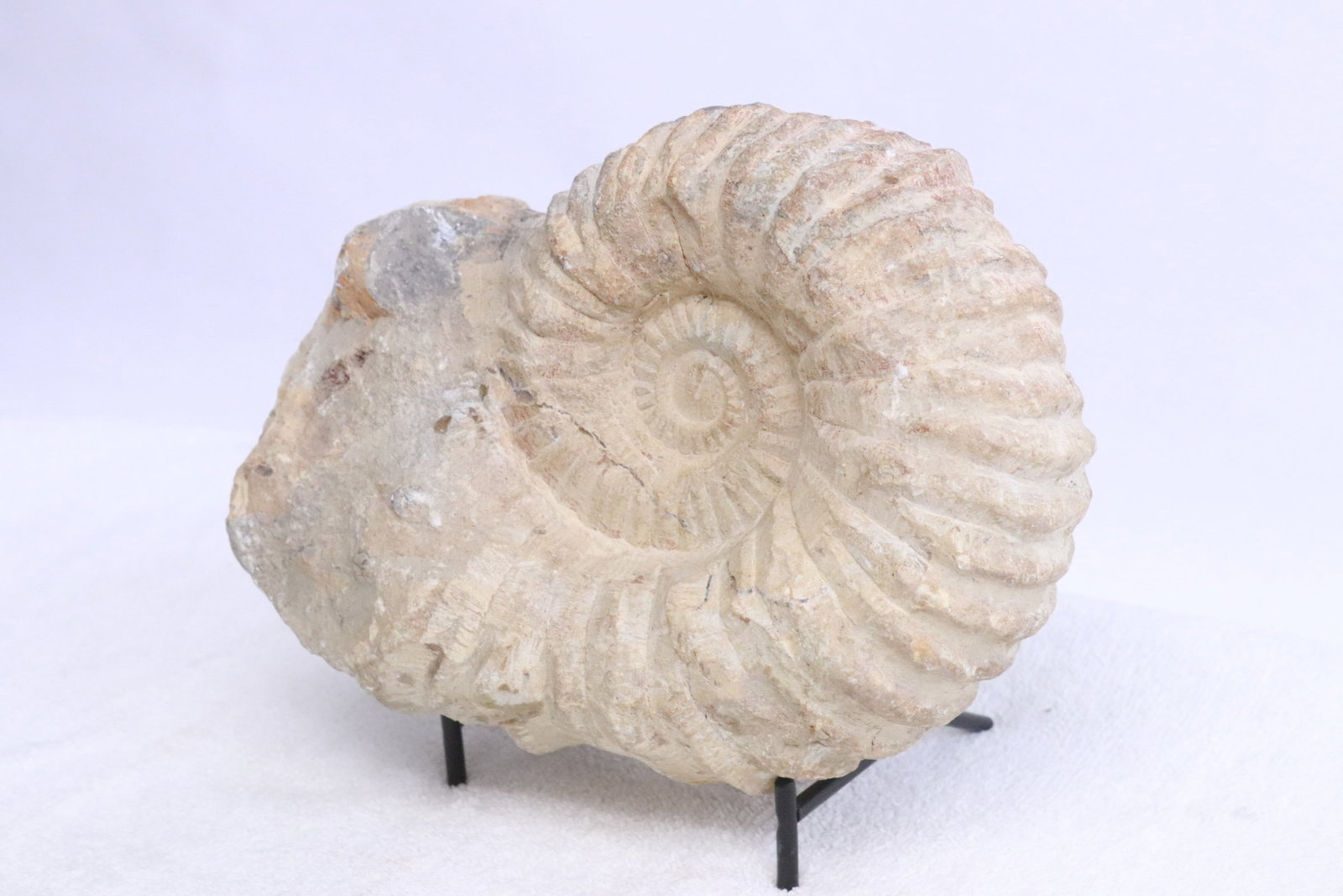 Fossilized ammonite - 2
