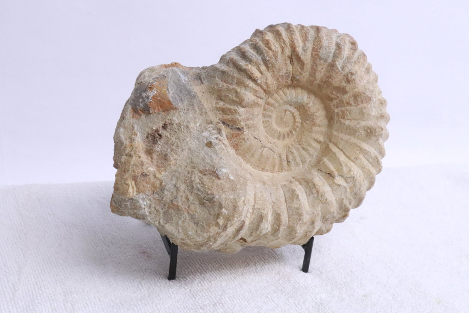 Fossilized ammonite - 3