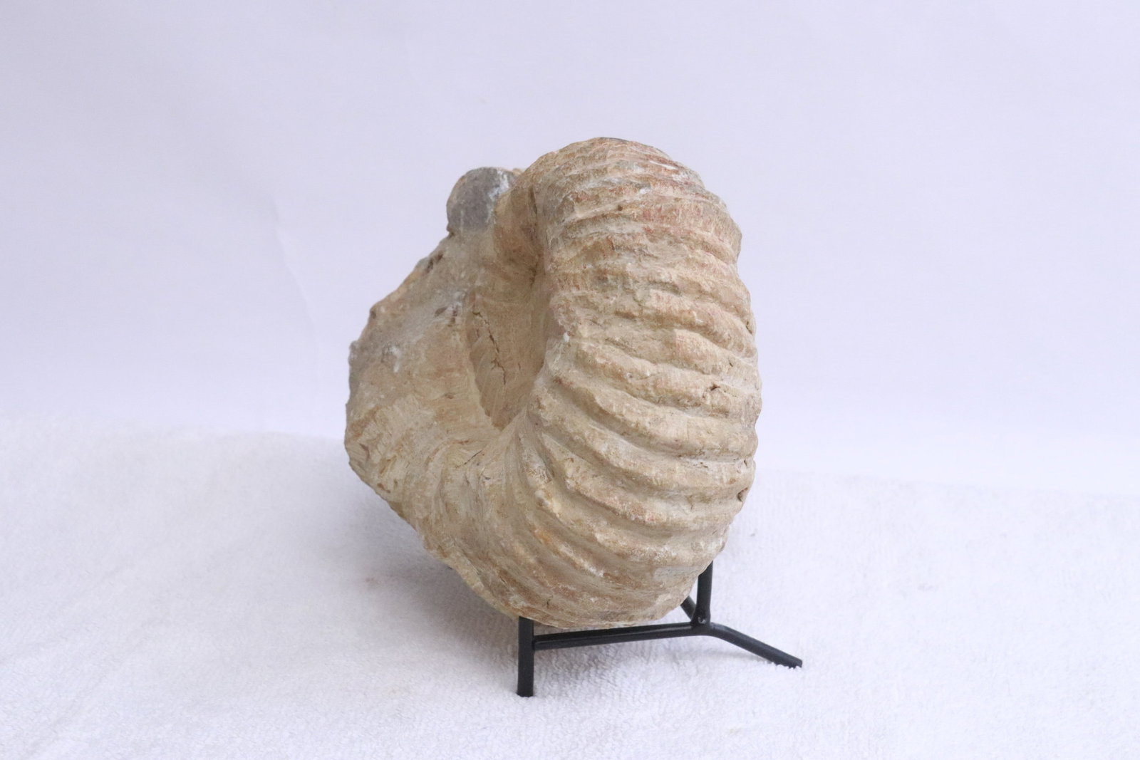 Fossilized ammonite - 4