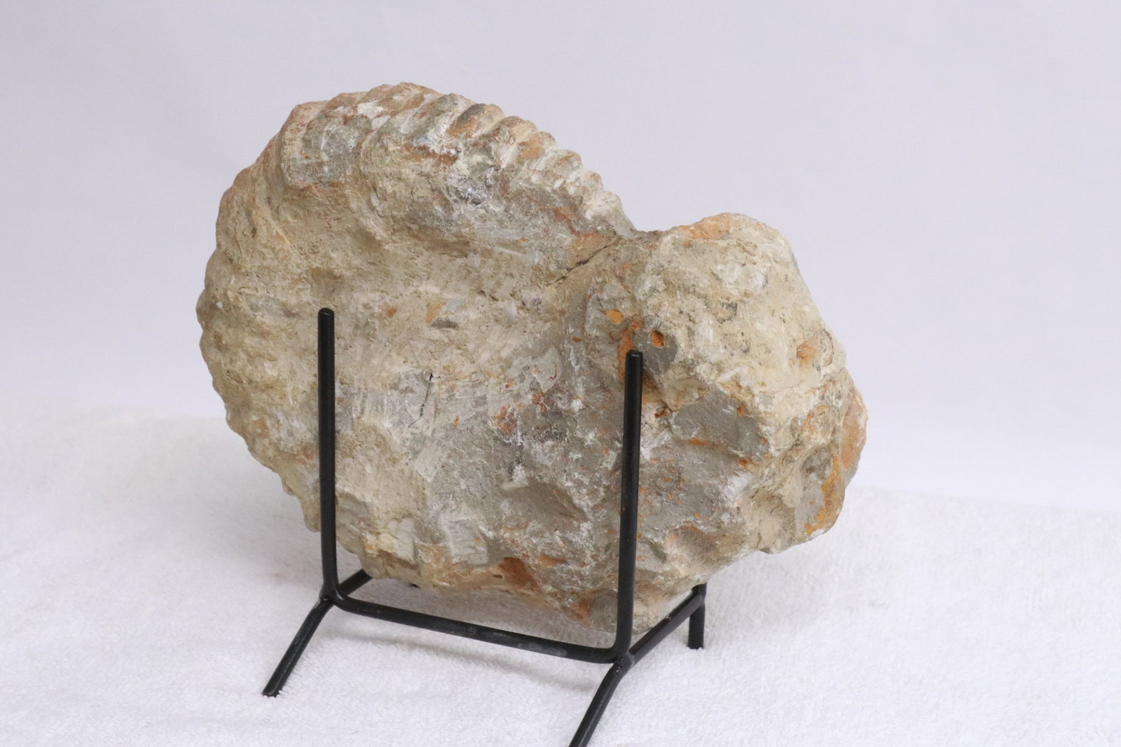 Fossilized ammonite - 5