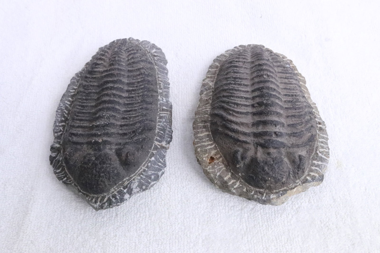 2 black trilobites: 2 black trilobites, 1.6"x5.5"x3.4", 1.8"x5.35"x3.8"