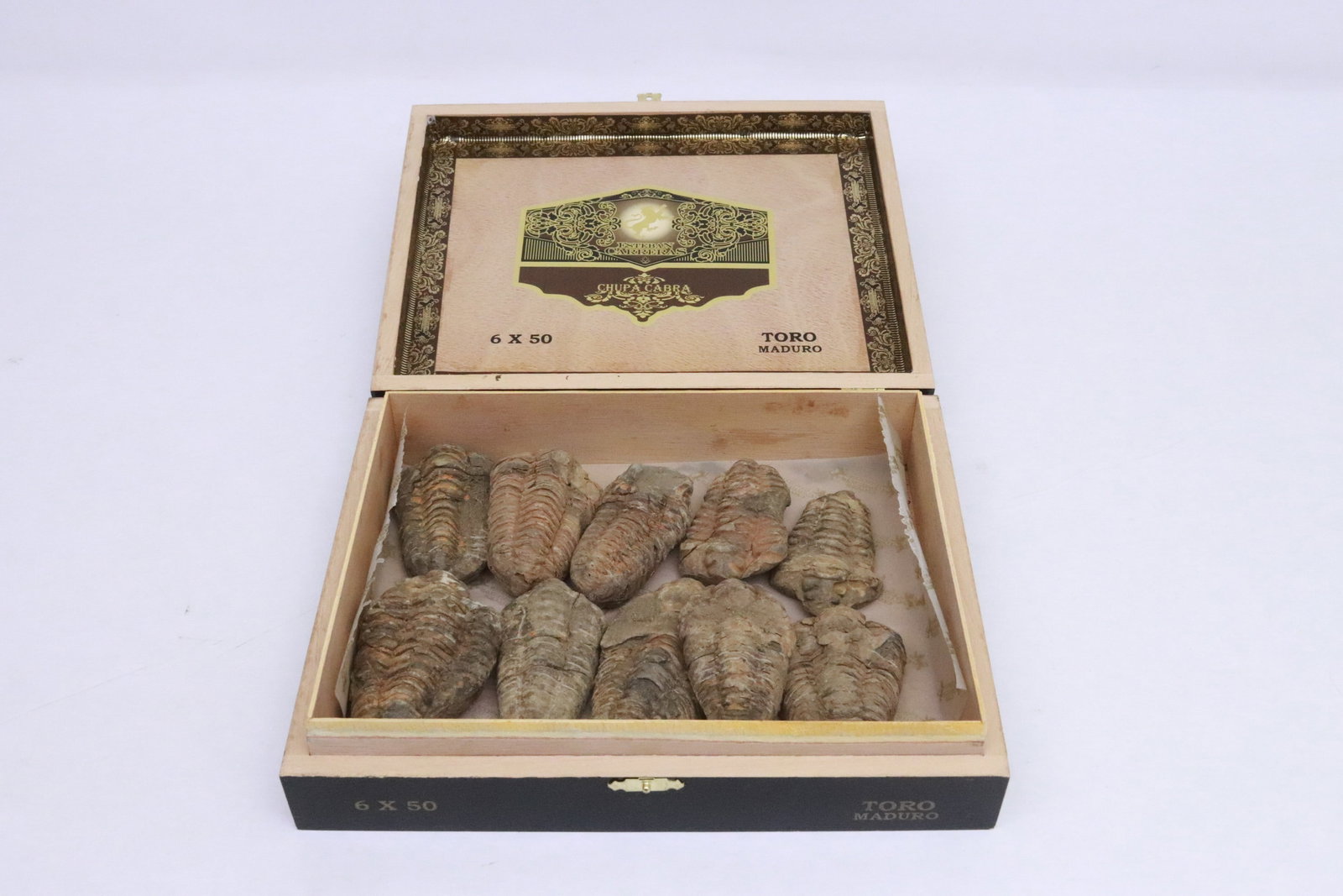 Box of trilobites: Box (2.3"x9.7"x7.7") of trilobites (2.6"L - 3.5"L)