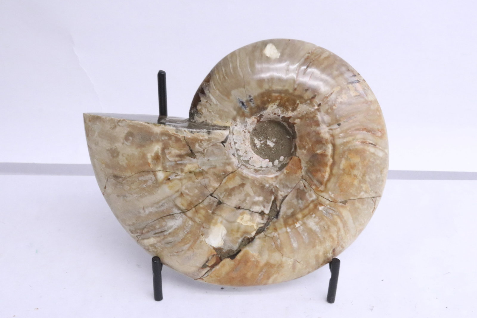 Ammonite fossil, partial opalized (1 of 4)
