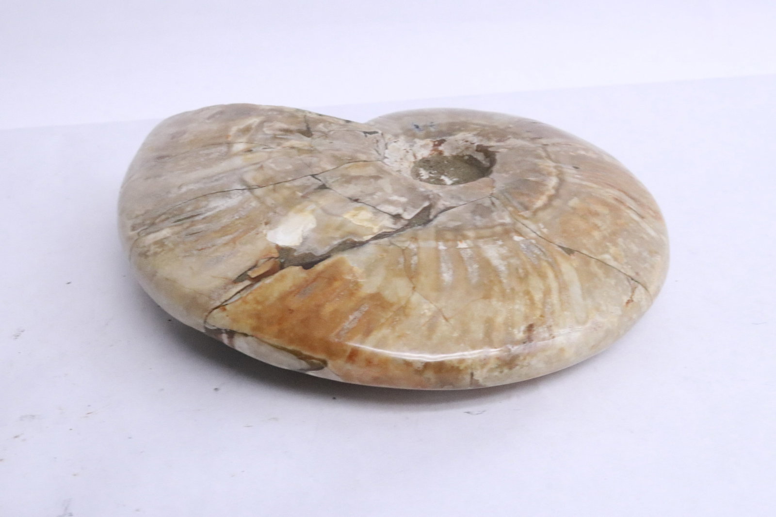 Ammonite fossil, partial opalized - 2