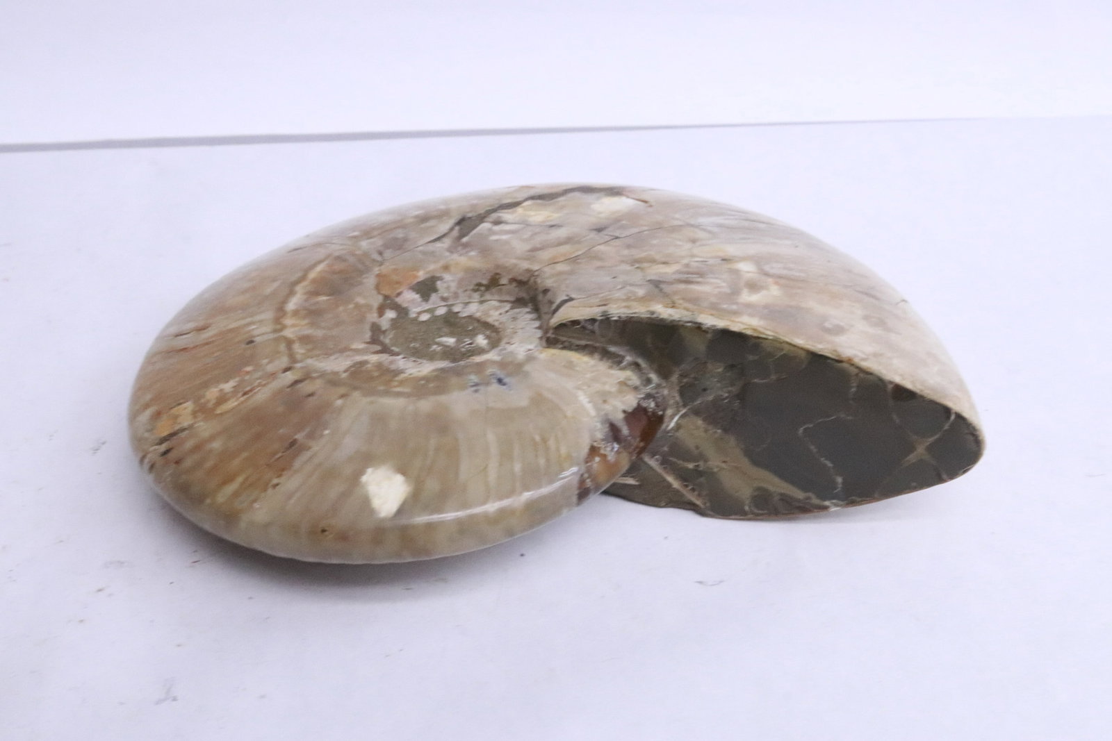 Ammonite fossil, partial opalized - 3