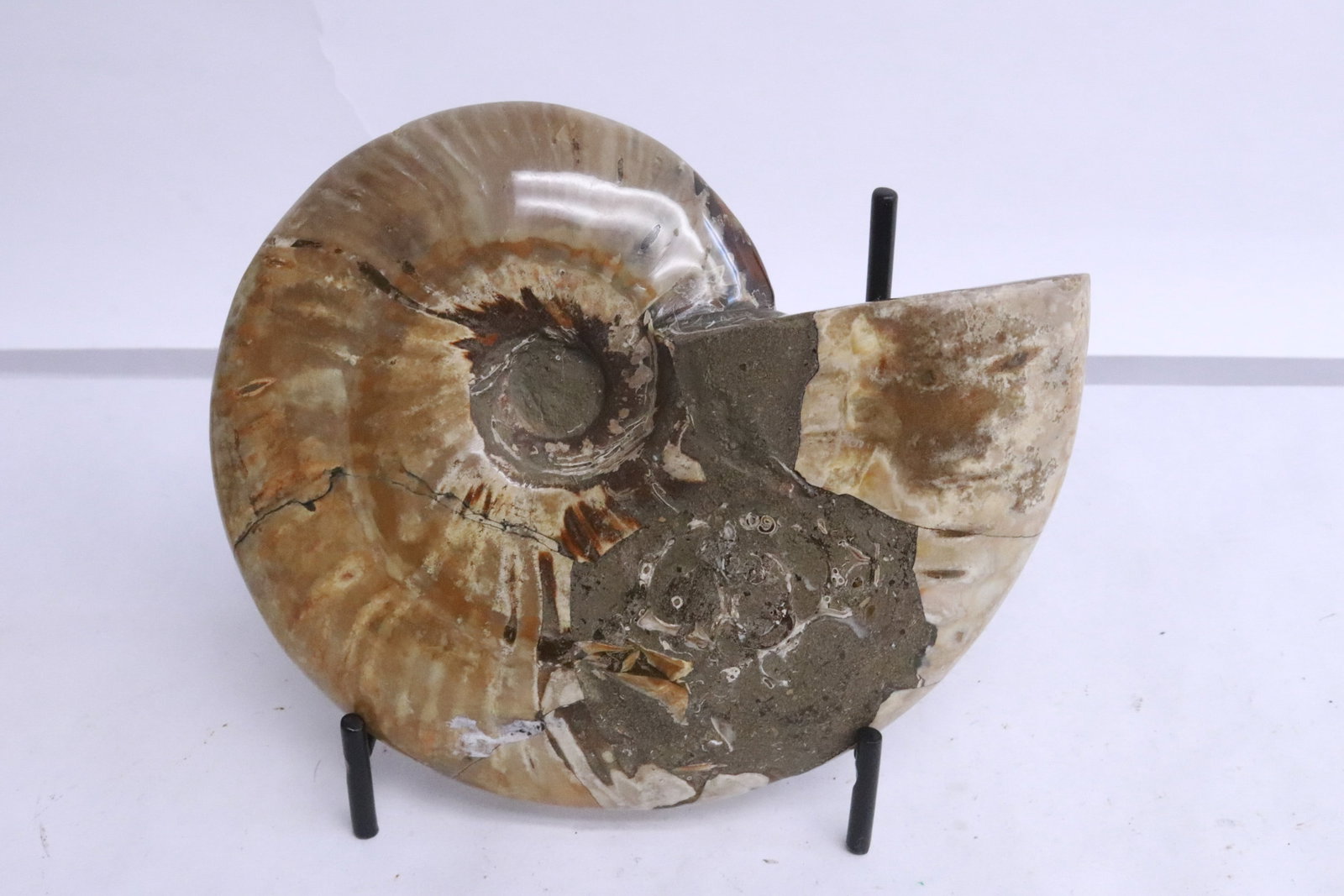 Ammonite fossil, partial opalized - 4