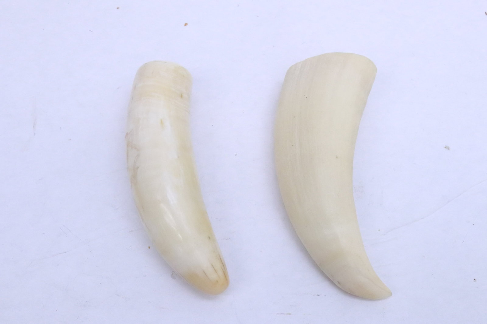 2 bone like horns - 2