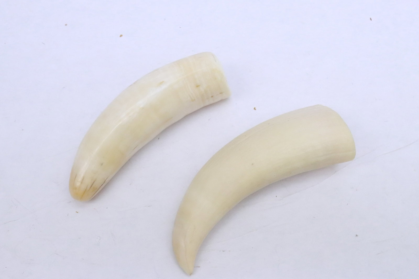 2 bone like horns - 3