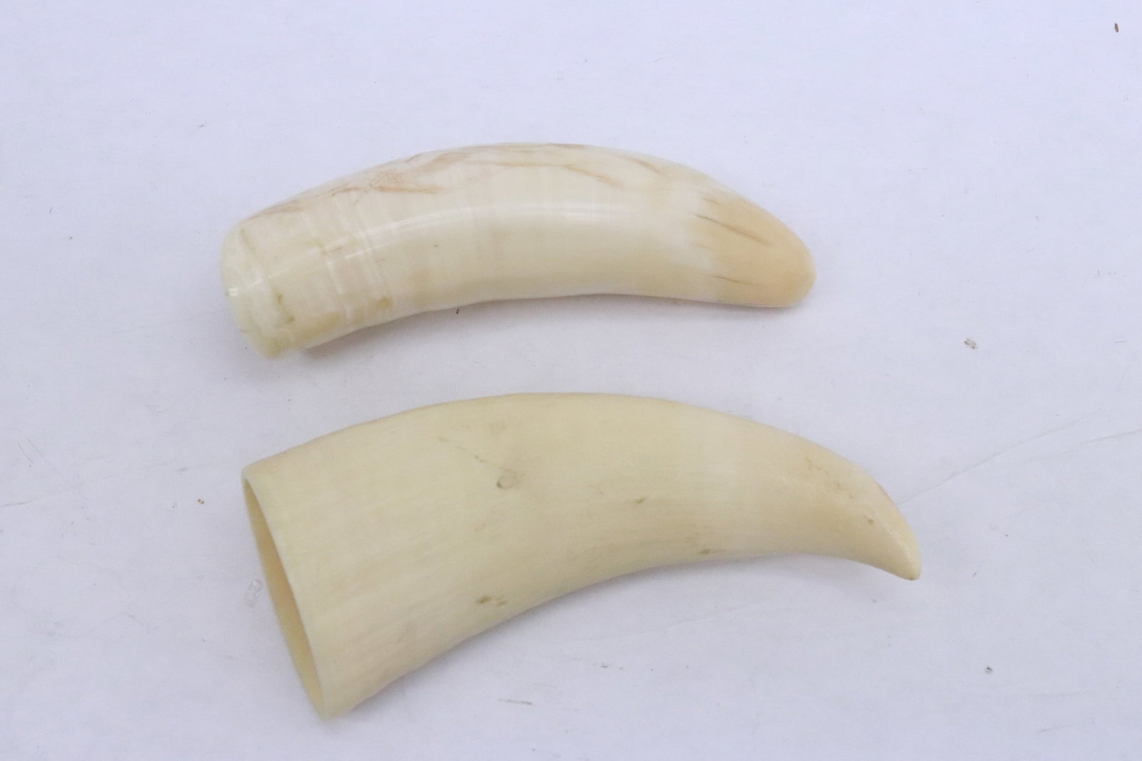 2 bone like horns - 4