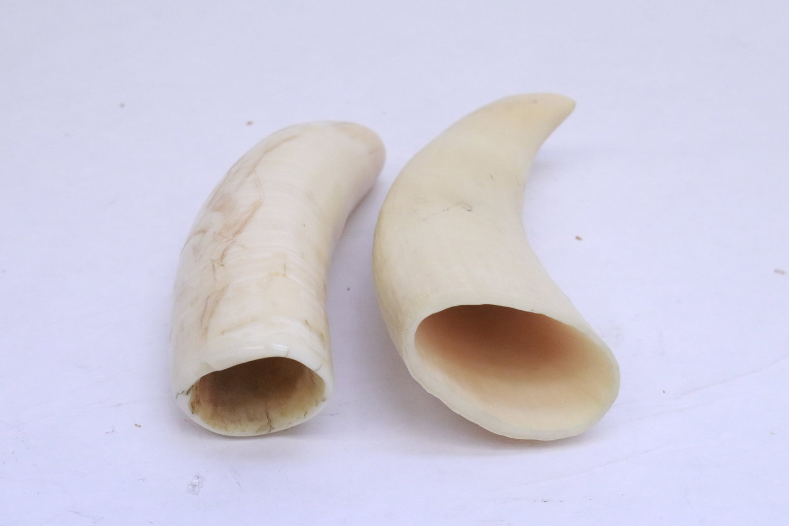 2 bone like horns - 5