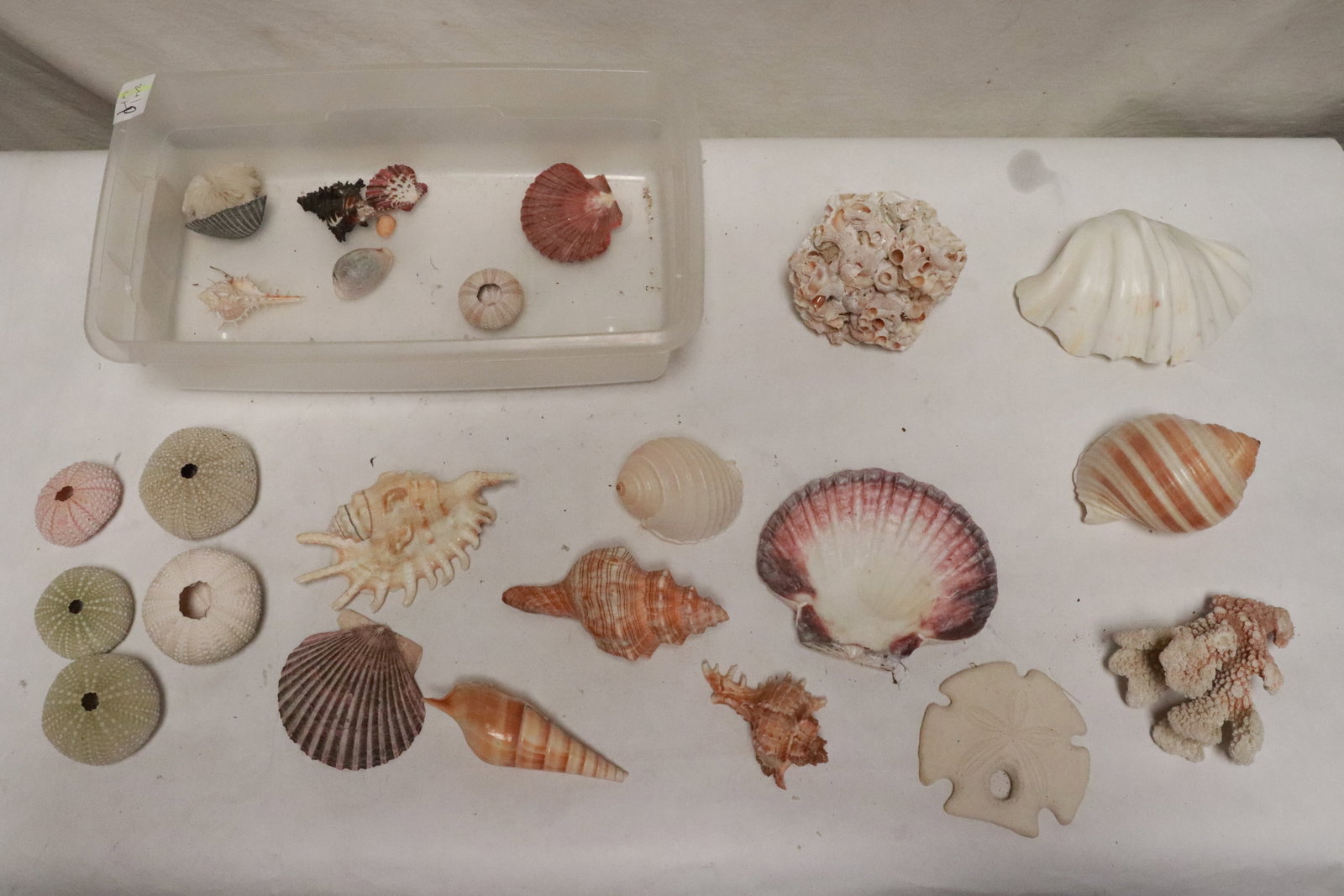 Collection of shells (1 of 6)