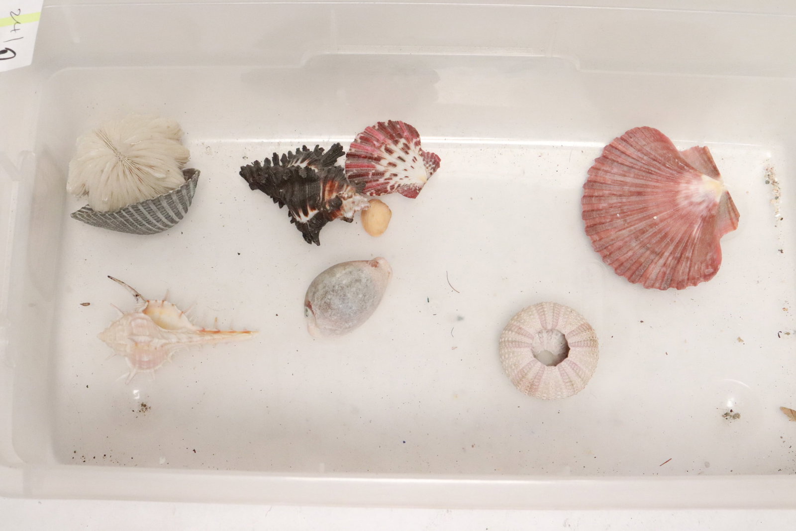 Collection of shells - 2