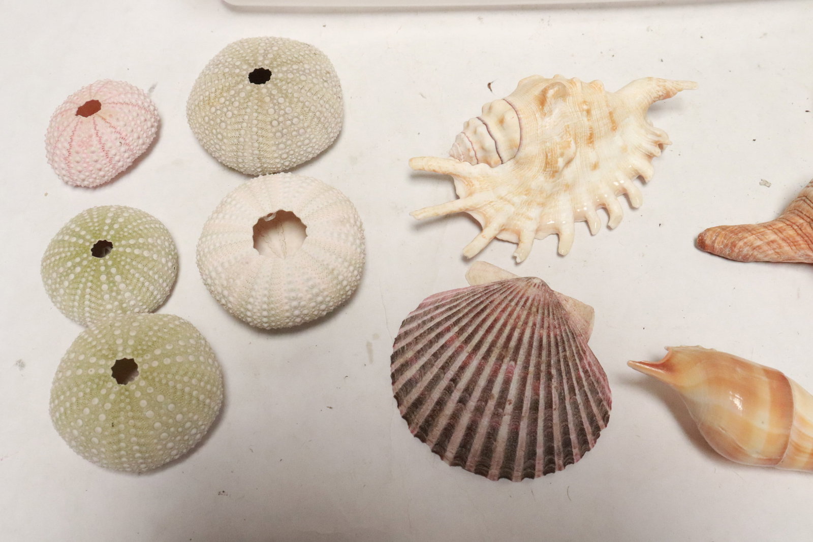 Collection of shells - 3