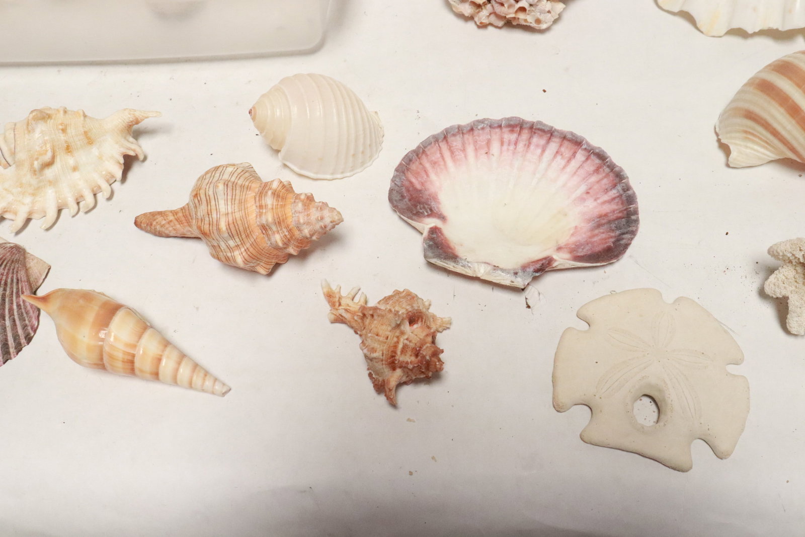 Collection of shells - 4