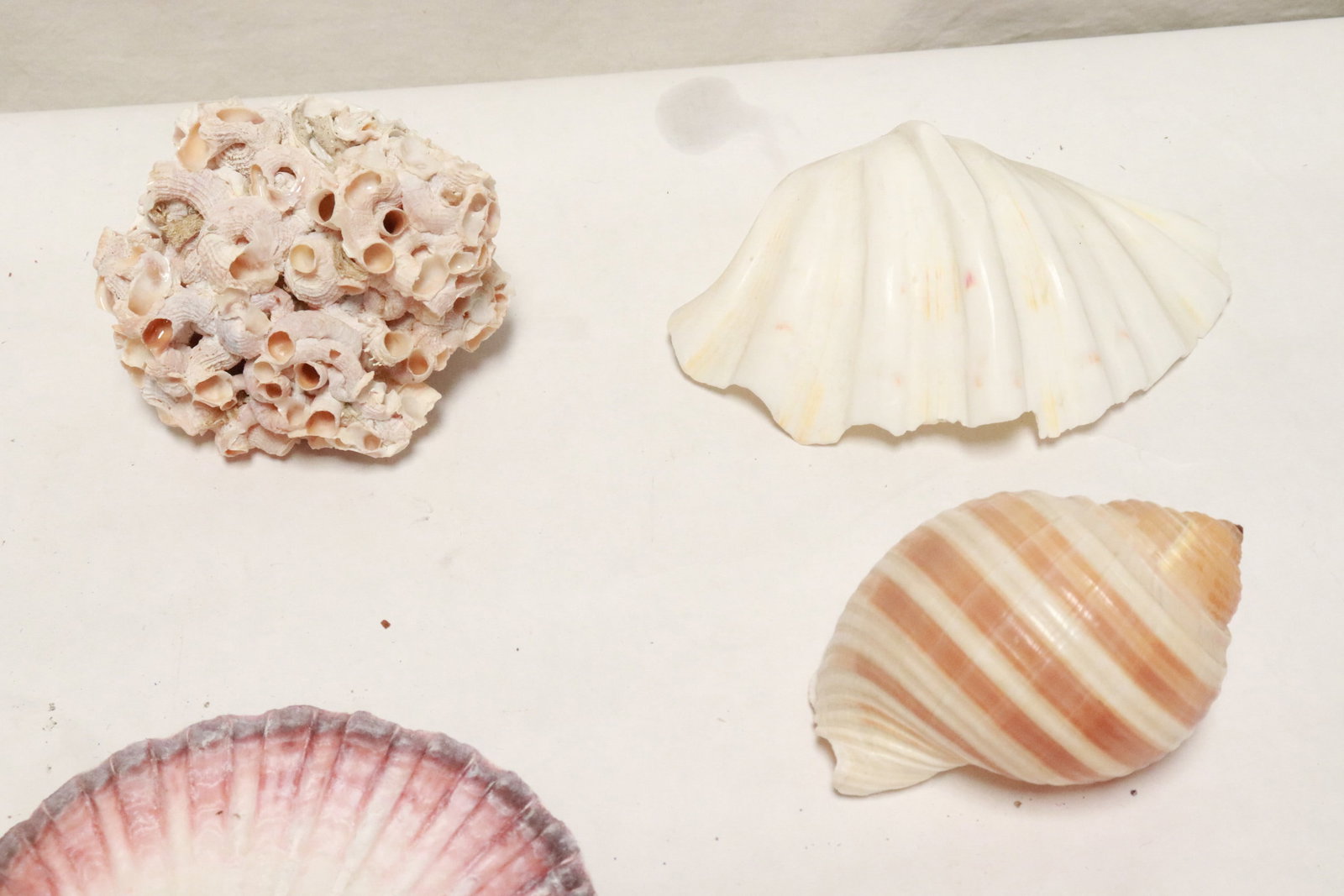Collection of shells - 5