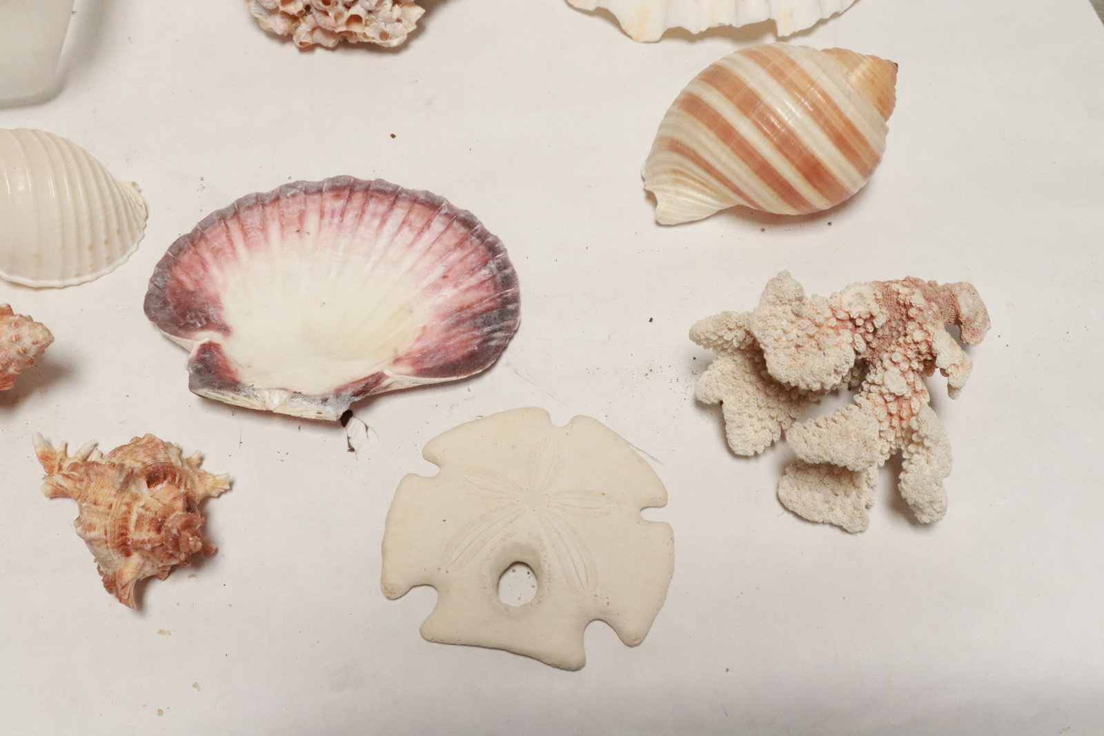 Collection of shells - 6