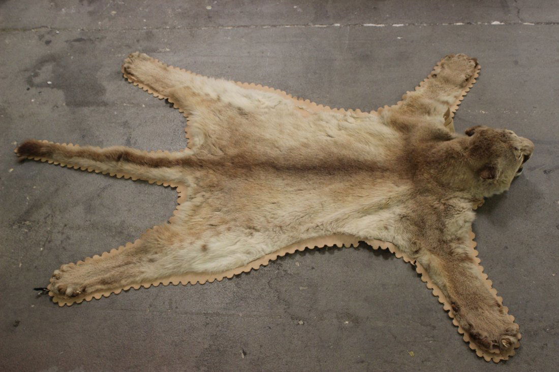 A mountain lion skin