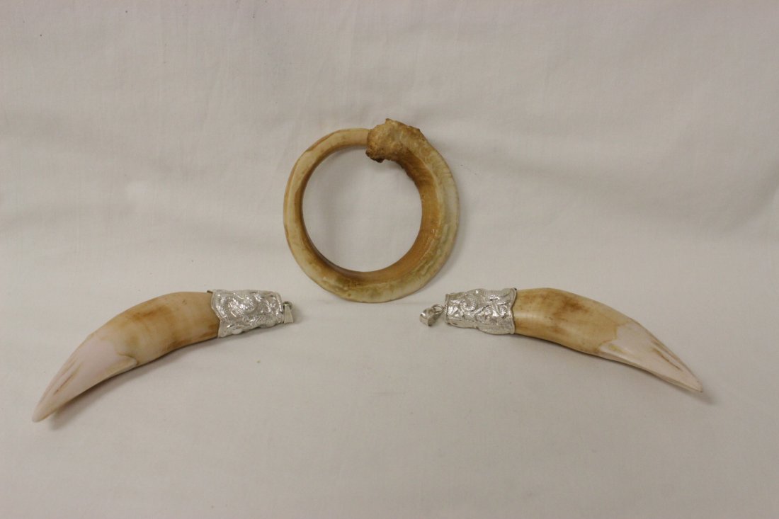 Pr tiger's teeth w/ silver mount, and a boar tooth: Pair rare tiger's teeth (approx. 5"L each) with silver mount to make as pendant, and a complete boar tooth (3.7"x3.7") , NO INTERNATIONAL SHIPPING OF IVORY